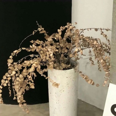 两当福瑞交流群